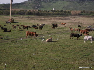 lle del Simeto-24-02-2013 09-12-45